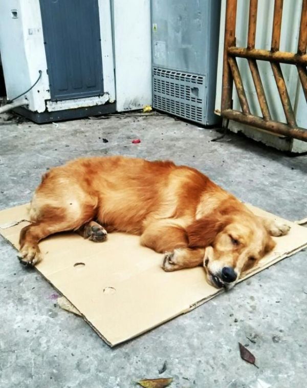 狗狗排行榜第一期：最爱运动和最不爱运动宠物狗
