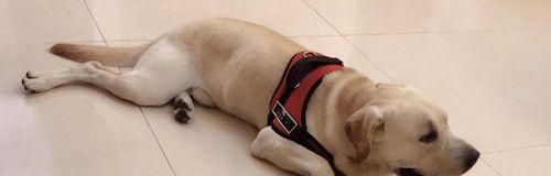 如何激发宠物狗狗的运动兴趣（让你的爱犬拥有健康的生活方式）