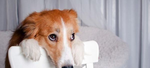 如何激发宠物狗狗的运动兴趣（让你的爱犬拥有健康的生活方式）