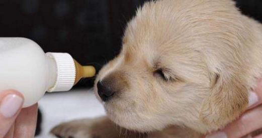 如何激发宠物狗狗的运动兴趣（让你的爱犬拥有健康的生活方式）