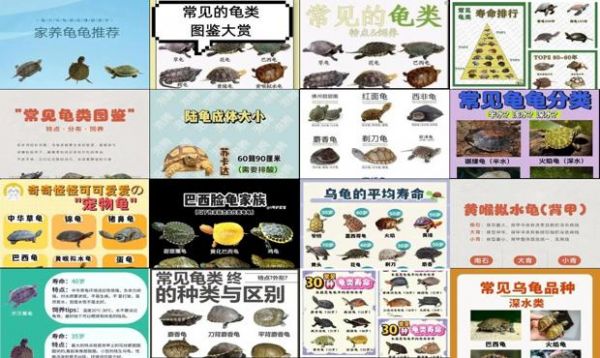 宠物龟种类大全图解