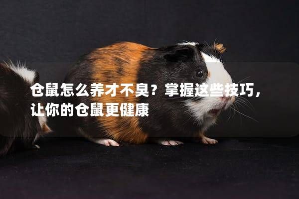 仓鼠怎么养才不臭？掌握这些技巧，让你的仓鼠更健康