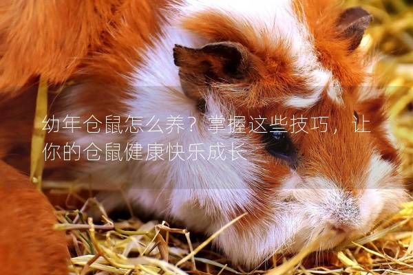 幼年仓鼠怎么养？掌握这些技巧，让你的仓鼠健康快乐成长
