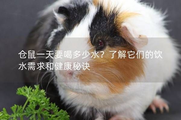 仓鼠一天要喝多少水？了解它们的饮水需求和健康秘诀