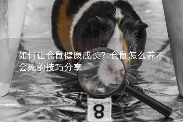 如何让仓鼠健康成长？仓鼠怎么养不会死的技巧分享