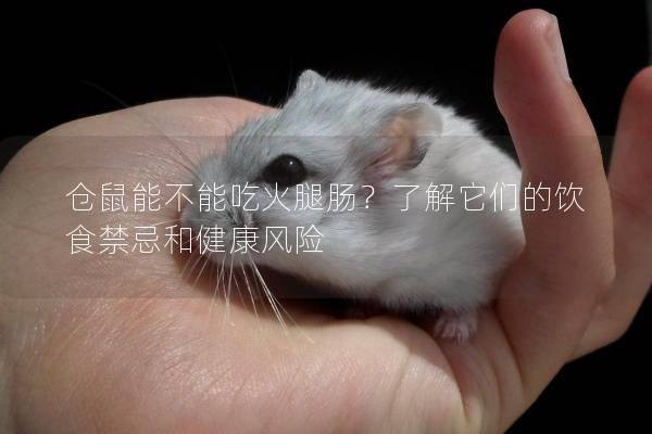 仓鼠能不能吃火腿肠？了解它们的饮食禁忌和健康风险
