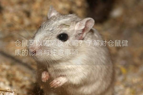 仓鼠可以喝隔夜水吗？了解对仓鼠健康的影响与注意事项