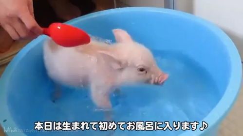 与宠物猪亲密互动,建立信任关系。