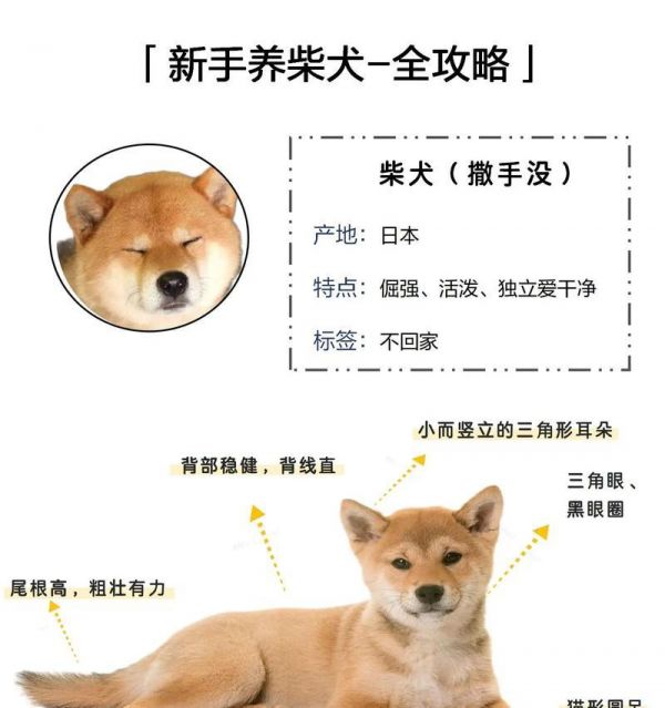 新手养狗基础知识——打造健康快乐的狗狗生活（如何成为负责任的狗主人，呵护宠物健康成长）