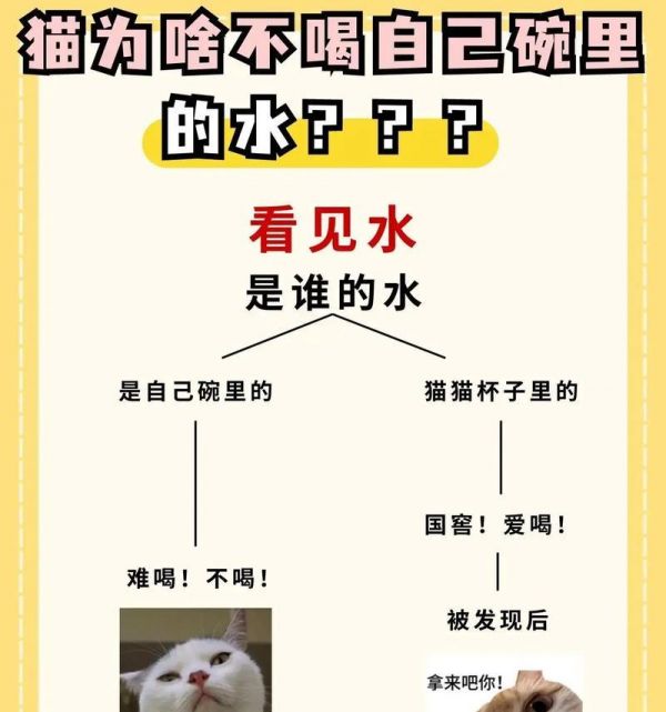为什么吃湿粮的猫更爱喝水？这有什么好处？