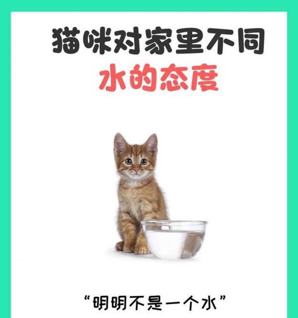 为什么吃湿粮的猫更爱喝水？这有什么好处？