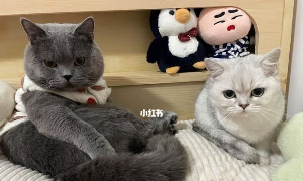 宠物猫的饮食