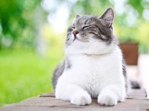 宠物猫饮食指南:健康营养,科学喂养