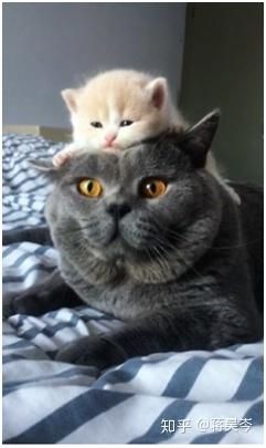 宠物猫饮食指南:健康营养,科学喂养