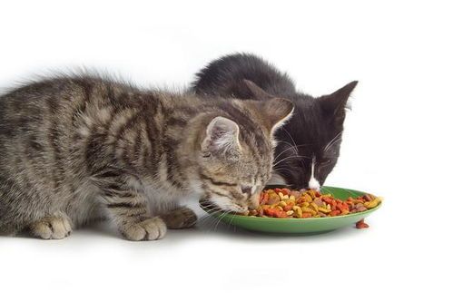 宠物猫饮食，营养均衡是关键