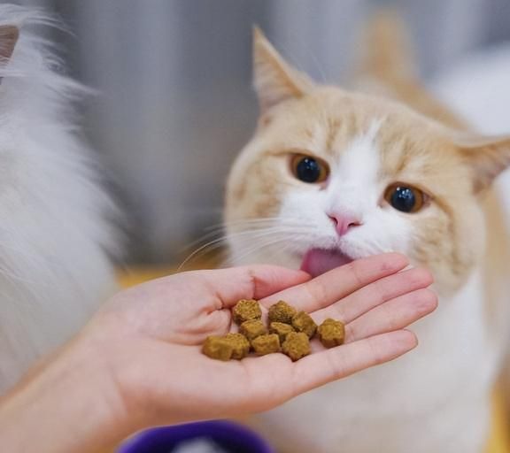 宠物猫饮食，营养均衡是关键