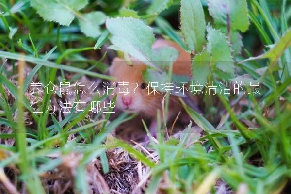 养仓鼠怎么消毒？保持环境清洁的最佳方法有哪些