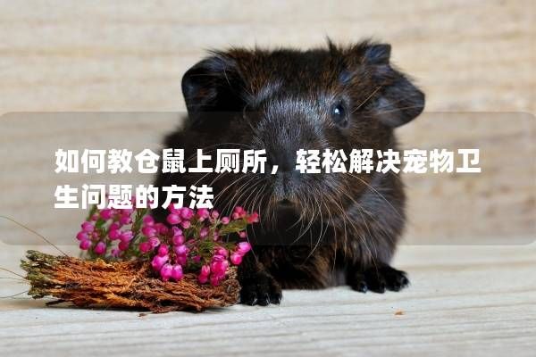如何教仓鼠上厕所，轻松解决宠物卫生问题的方法