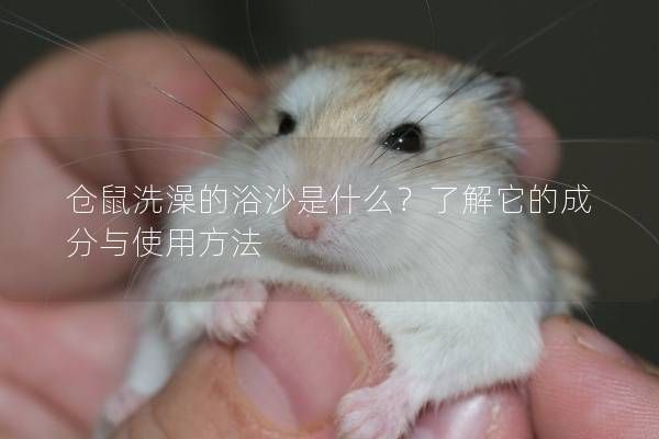 仓鼠洗澡的浴沙是什么？了解它的成分与使用方法