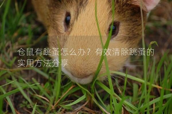 仓鼠有跳蚤怎么办？有效清除跳蚤的实用方法分享