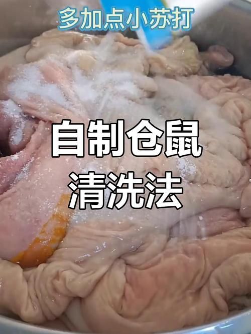 清洁仓鼠的-仓鼠如何清理