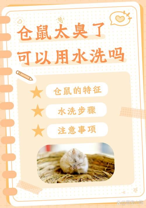清洁仓鼠的-仓鼠如何清理