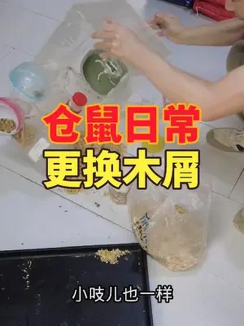 清洁仓鼠的-仓鼠如何清理