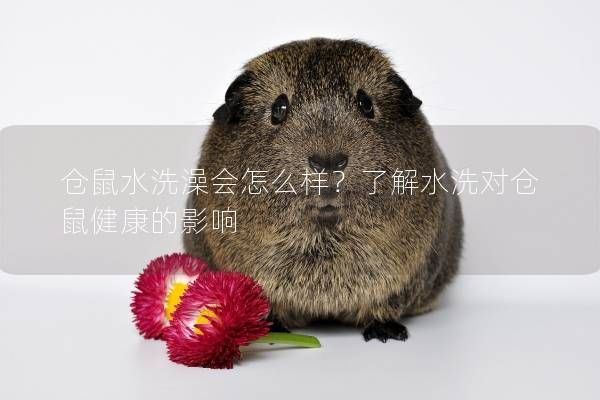 仓鼠水洗澡会怎么样？了解水洗对仓鼠健康的影响