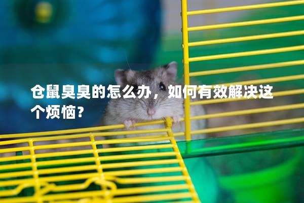 仓鼠臭臭的怎么办，如何有效解决这个烦恼？