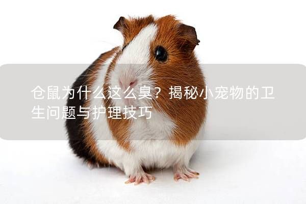 仓鼠为什么这么臭？揭秘小宠物的卫生问题与护理技巧