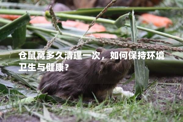 仓鼠窝多久清理一次，如何保持环境卫生与健康？