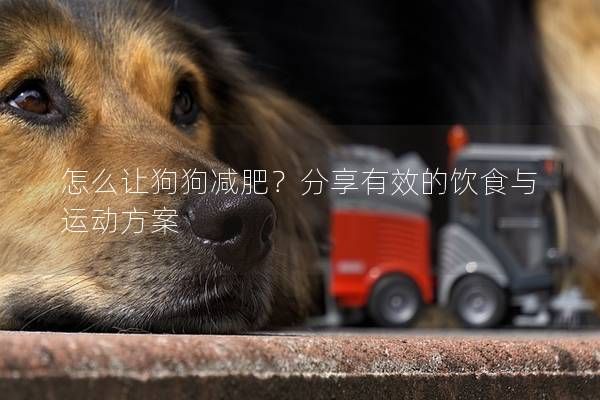 怎么让狗狗减肥？分享有效的饮食与运动方案