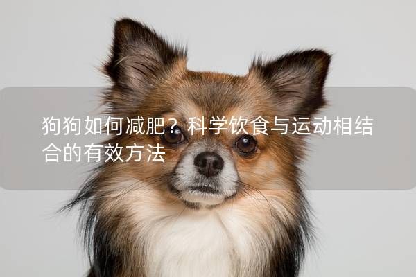 狗狗如何减肥？科学饮食与运动相结合的有效方法