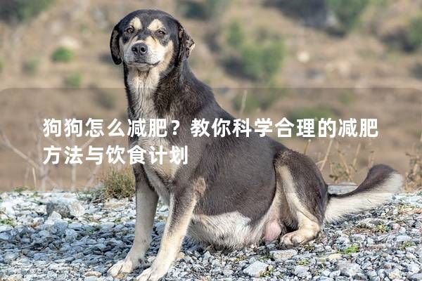 狗狗怎么减肥？教你科学合理的减肥方法与饮食计划