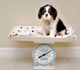 “狗狗减肥,饮食控制是关键!”