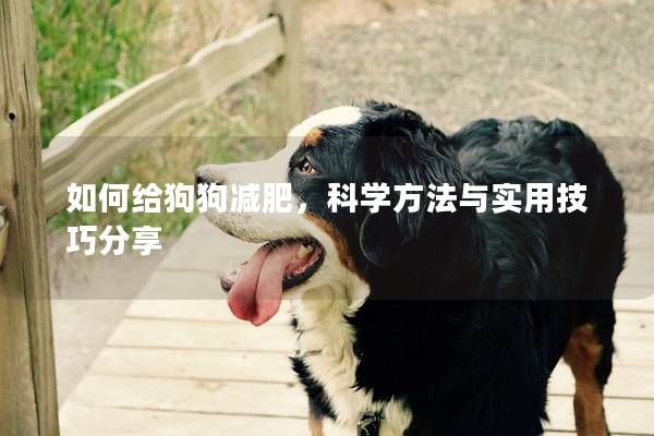 如何给狗狗减肥，科学方法与实用技巧分享