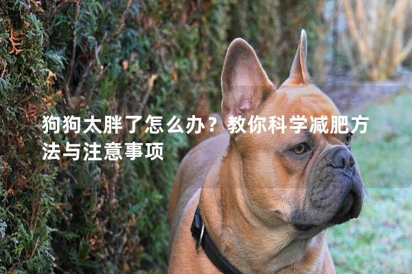 狗狗太胖了怎么办？教你科学减肥方法与注意事项