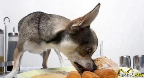 如何给狗狗挑选健康食物