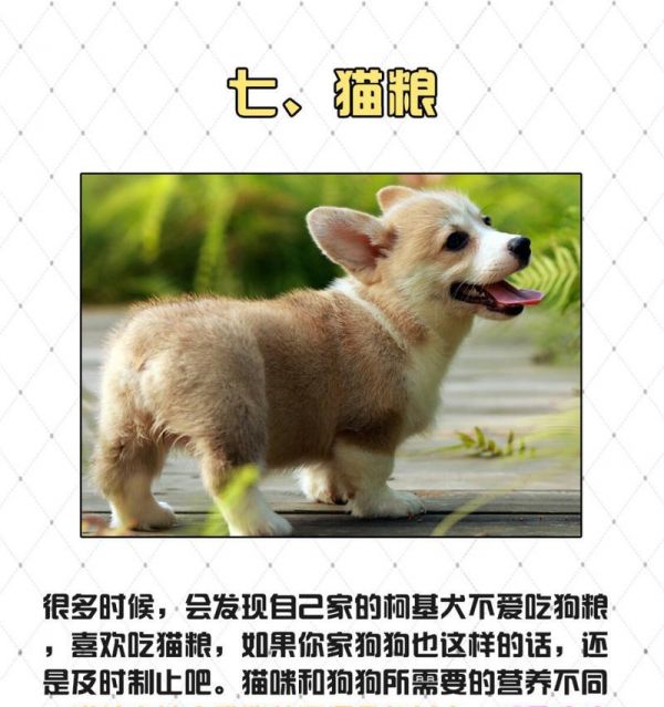 柯基狗狗如何科学合理地喂养？（探究柯基狗狗的饮食需求，制定科学喂养计划）