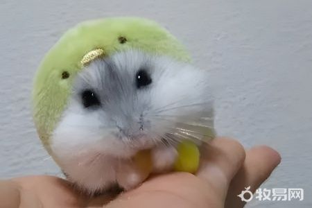 仓鼠太小了怎么养