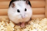 仓鼠生下小仓鼠该怎么养