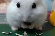 最好养的仓鼠是什么