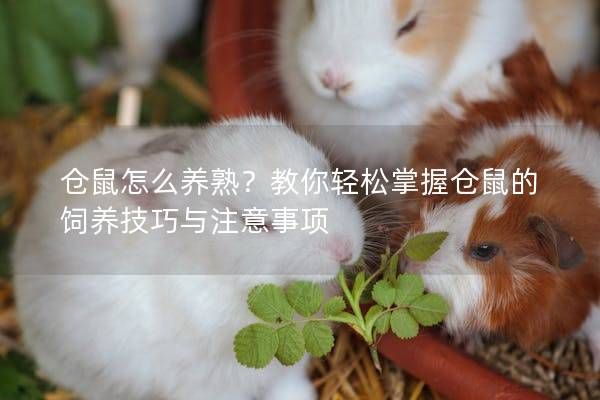 仓鼠怎么养熟？教你轻松掌握仓鼠的饲养技巧与注意事项