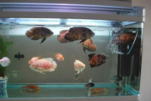 专业大型观赏鱼养殖，宠物爱好者必看基地！