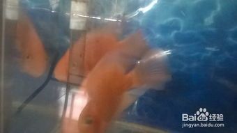 专业大型观赏鱼养殖，宠物爱好者必看基地！