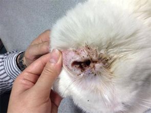 多久给猫咪清理一次体外寄生虫合适呢？