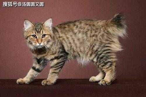 宠物猫寄生虫清除指南