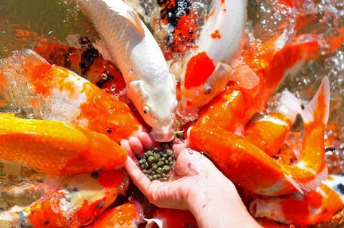 宠物鱼食秘籍 | 观鱼乐享配方集