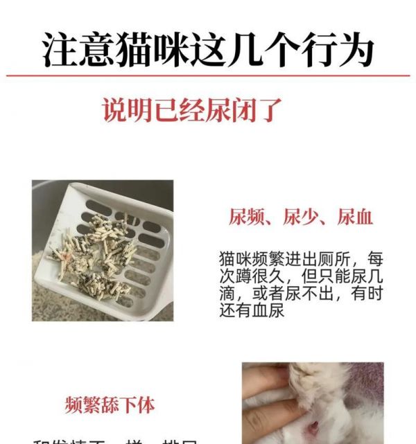 猫咪因猫粮导致泌尿问题的解决方法？
