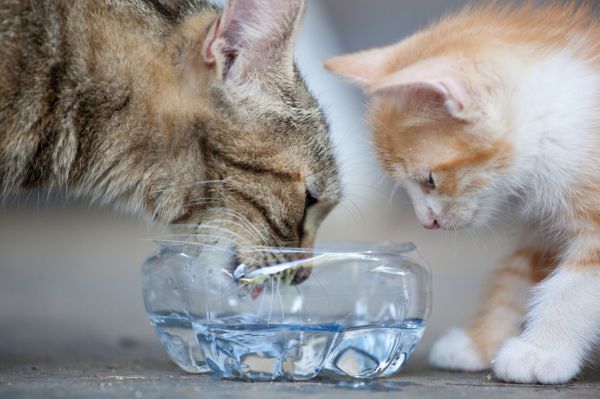猫咪泌尿道疾病全攻略：预防、诊断与治疗